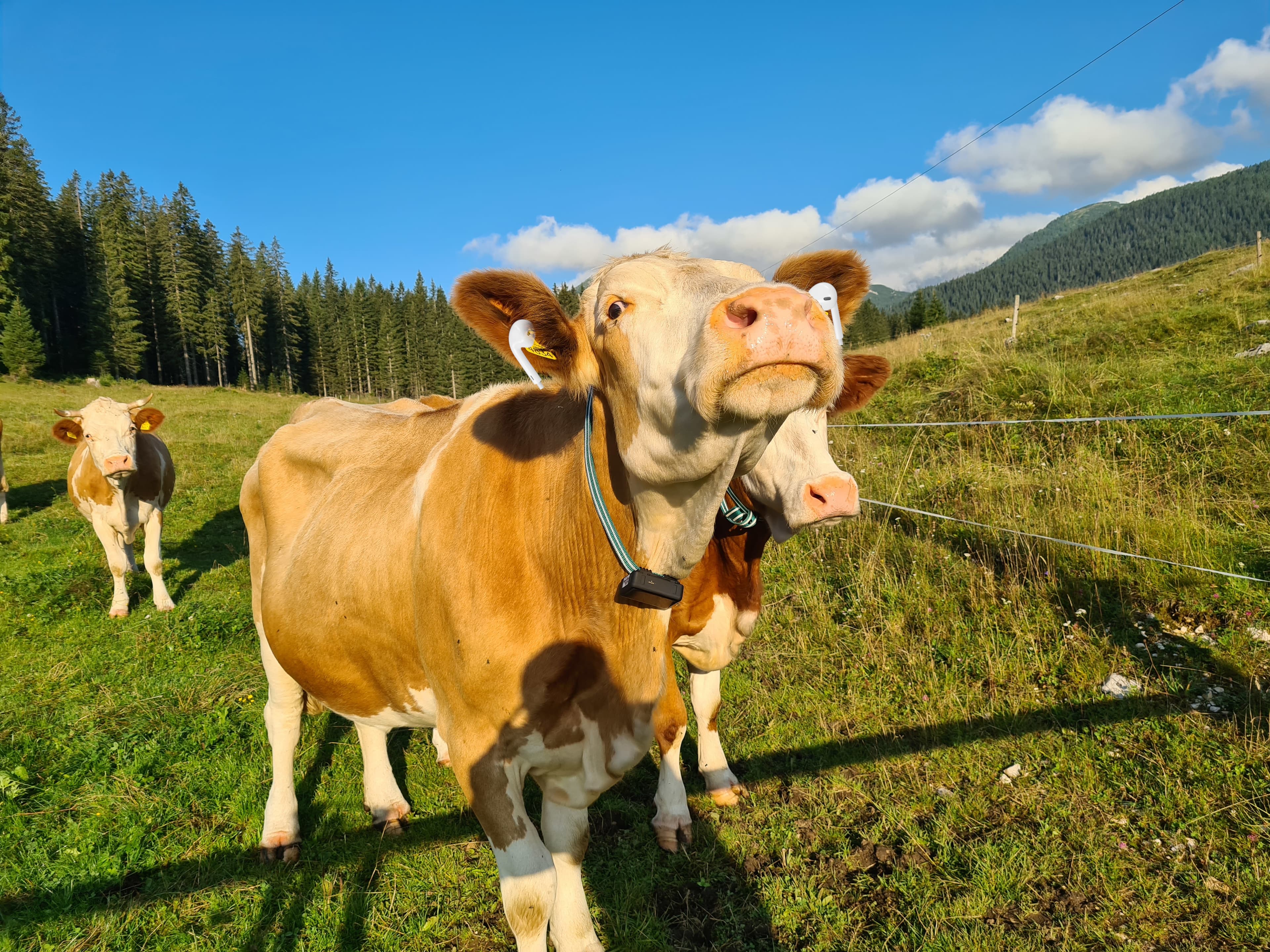 Cover Image for Tracking cows — podcast edition